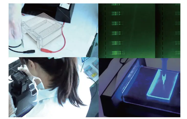 SafeBlue electrophoresis system complete set with 210 Imager system