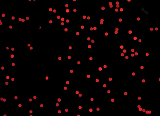 [AFR-2300-NH2] Red PS Fluorescent Particles, 23 um-NH2