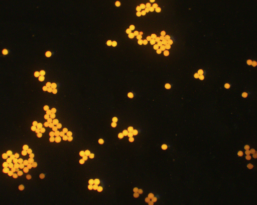 [AFO-0500-NH2] Orange PS Fluorescent Particles, 5 um-NH2